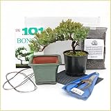 51mG9v3hvML. SL160  Beginning Bonsai Kit w/ Joshua Roth Shear   Shipping Included