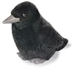 American Crow