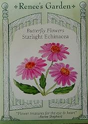 Echinacea Seeds Starlight 1000 Seeds