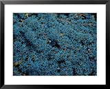 Beautiful Blue-Colored Coral Polyps Festoon a Branch National Geographic Collection Framed Art Poster Print by Wolcott Henry, 31x25