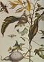 The Art of the Plant World: The Great Botanical Illustrators and their Work