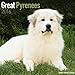 Great Pyrenees Calendar - Breed Specific Great Pyrenees Calendar - 2016 Wall calendars - Dog Calendars - Monthly Wall Calendar by Avonside