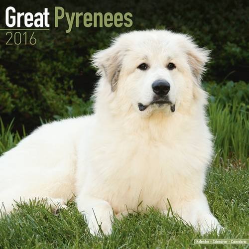 Great Pyrenees Calendar - Breed Specific Great Pyrenees Calendar - 2016 Wall calendars - Dog Calendars - Monthly Wall Calendar by Avonside