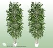 TWO 7' Artificial Nitida (Mini) Ficus Trees with Real Wood Trunks
