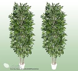 TWO 7' Artificial Nitida (Mini) Ficus Trees with Real Wood Trunks