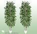 TWO 7' Artificial Nitida (Mini) Ficus Trees with Real Wood Trunks