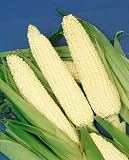 Silver King Hybrid Corn Seeds - Zea Mays - 20 Grams - Approx 100 Gardening Seeds - Vegetable Garden Seed