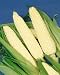 Silver King Hybrid Corn Seeds - Zea Mays - 20 Grams - Approx 100 Gardening Seeds - Vegetable Garden Seed
