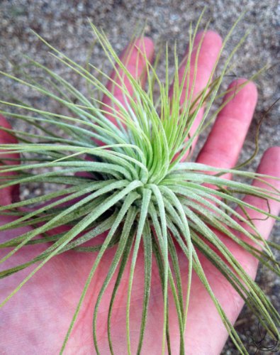 Image #2 of Airplant Tillandsia Magnusiana