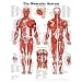 The Muscular System Anatomical Chart Poster Print - 51x66 cm