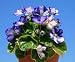 African Violets - 24