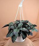 Burgundy Bliss Ivy Plant - Hemigraphis - 6HB - Indoor