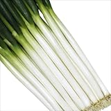 国華園　ネギ苗　ホワイトスター　50本