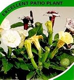 Angels Trumpet - Ballerina - Datura 8 Seeds - Annual
