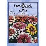 Zinnia, Whirligig
