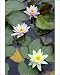 Photographic Prints of Waterlily - flowering plant in garden pond from Ardea Wildlife Pets