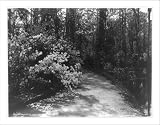 Historic Print (L): [S.C. - Charleston - Magnolia on the Ashley: walk by the lake