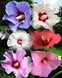 Amazon / Hirts: Seed; Perennial: Rose of Sharon 10 Seeds - Hibiscus syriacus - Althea