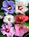 Rose of Sharon 10 Seeds - Hibiscus syriacus - Althea