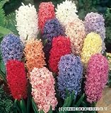 Hyacinth Bulbs Mix