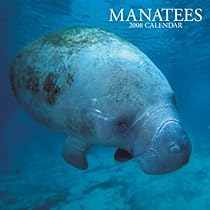 Manatees 2008 Square Wall Calendar (Multilingual Edition) Manatees 2008 Square Wall Calendar (Multilingual Edition)