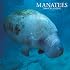 Manatees 2008 Square Wall Calendar