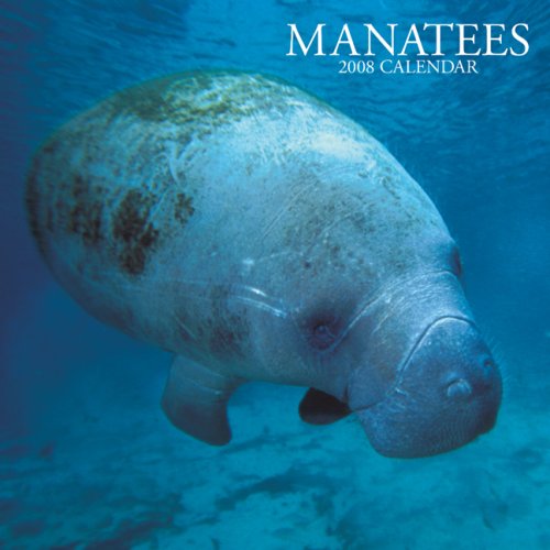 manatees 2008 square wall calendar multilingual edition