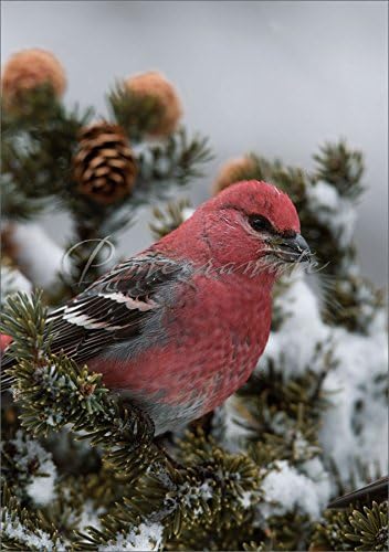 Pine Grosbeak Holiday Cards
