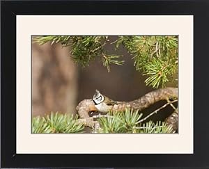 Crested Tit - Feeding in Scots Pine Framed Prints