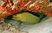 Green Moray (gymnothorax Funebris) in Cozumel Mexico - 24"W x 16"H - Peel and Stick Wall Decal by Wallmonkeys