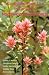 Aboriginal Plant Use in Canada's Northwest Boreal Forest