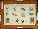 Antique Print C1800-1870 Hoar Frost Feathery Forms