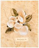 Magnolia on Cracked Linen by Cheri Blum,8 in. x 10 in.