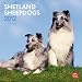 Shetland Sheepdogs 2012 Square 12X12 Wall Calendar