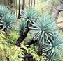10 EXOTIC FURCRAEA QUICHEENSIS MECATE AGAVE SEEDS