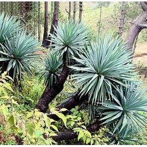 10 EXOTIC FURCRAEA QUICHEENSIS MECATE AGAVE SEEDS by 