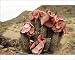 Photographic Prints of HOODIA gordonii - in flower from Ardea Wildlife Pets