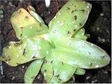 Review JUST GREEN  / CARNIVOROUS PLANT - MEXICAN BUTTERWORT