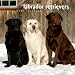 Labrador - Mixed 2009 Calendar