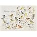 Hoffmaster 702025 Dollar Wise Recycled Paper Fashion Placemat, 14" Length x 10" Width, Favorite Birds (Case of 1000)