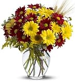 Fall Daisy