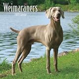 Weimaraners 2009 Calendar