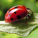 Live Ladybugs - Hirt's Gardens - Approximately 1500