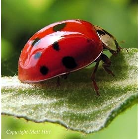 1500 Live LadyBugs - A GOOD BUG! - Lady Bug