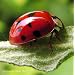 1500 Live LadyBugs - A GOOD BUG! - Lady Bug