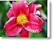 Daylily Beauty Canvas Print / Canvas Art - Artist Kerri Ligatich