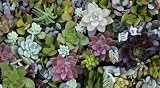 FIFTY Succulent CUTTINGS (40 varieties)great for Vertical Gardens & wreaths & topiaries