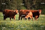 'Cows' Wall Decal - 24"W x 16"H Removable Graphic