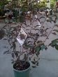 Dwarf Red Leaf Sand Cherry Two Gallon Plant