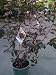 Dwarf Red Leaf Sand Cherry Two Gallon Plant